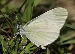 杜波小粉蝶Leptidea duponcheli