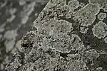 Lecanora，參見蒂米甚瓦拉貝加運河岸邊的muralis地衣。