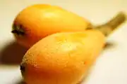 枇杷Loquat