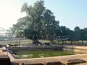 A large tree next to a water filled pool.