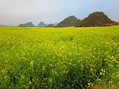 罗平县油菜花田