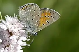 古灰蝶Lycaena hippothoe