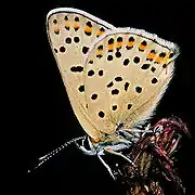 提貉灰蝶Lycaena tityrus