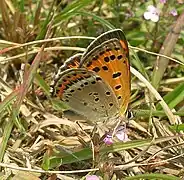 帕呃灰蝶Lycaena pavana