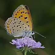 雌性尖翅貉灰蝶Lycaena alciphron♀