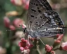 閃紫灰蝶Lycaena arota