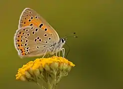 坎地灰蝶Lycaena candens