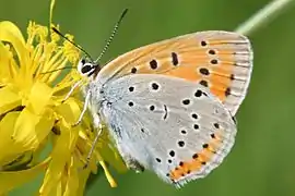 雌性橙灰蝶 Lycaena dispar♀