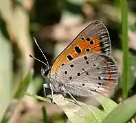 紅灰蝶Lycaena phlaeas