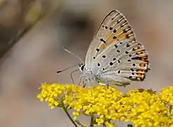 曇夢灰蝶Lycaena thersamon