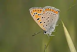 灰蝶科的曇夢灰蝶Lycaena thersamon