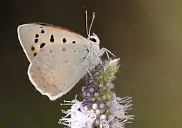 黑緣曇灰蝶Lycaena thetis