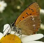 斑貉灰蝶Lycaena virgaureae