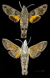 Macroglossum affictitia