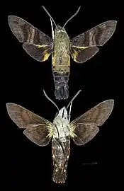 Macroglossum avicula