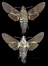 Macroglossum bombylans