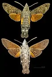 Macroglossum gyrans