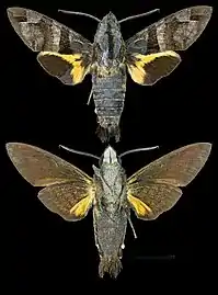 Macroglossum heliophila