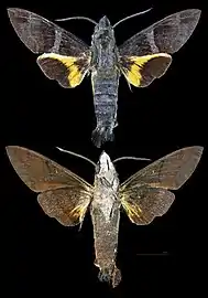 Macroglossum kitchingi