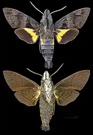 Macroglossum reithi