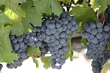 「馬爾貝克」'Malbec' Grape