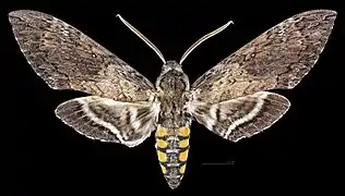 Manduca sexta jamaicensis   ♂