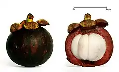 山竹Mangosteen