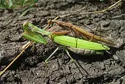 交尾中的薄翅螳（英语：）（Mantis religiosa），上方褐色者為雄蟲，下方綠色者為雌蟲。