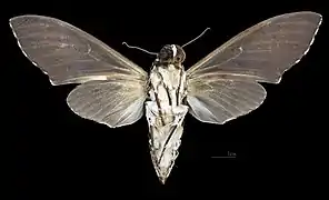 Megacorma obliqua ♀ △