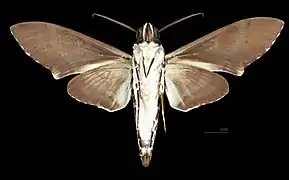 Megacorma obliqua ♂  △