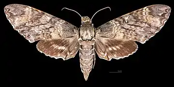 Meganoton nyctiphanes  ♀