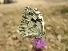 白室白眼蝶Melanargia lachesis