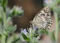 白帶白眼蝶Melanargia larissa