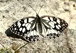 西方白眼蝶Melanargia occitanica