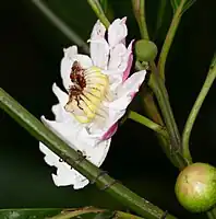 貘芭樂（法语：）Tapir guava