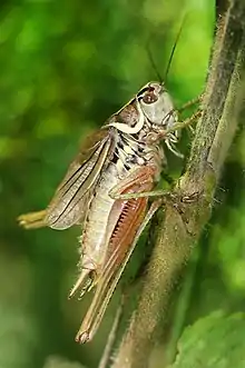 雄性欧洲丛林蝈蝈（Metrioptera roeselii）