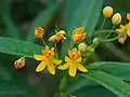 Asclepias curassavica 'Silky Gold'