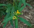 Asclepias curassavica 'Silky Gold'