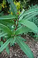 Asclepias curassavica 'Silky Red'