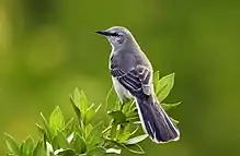 Northern mockingbird Mimus polyglottos