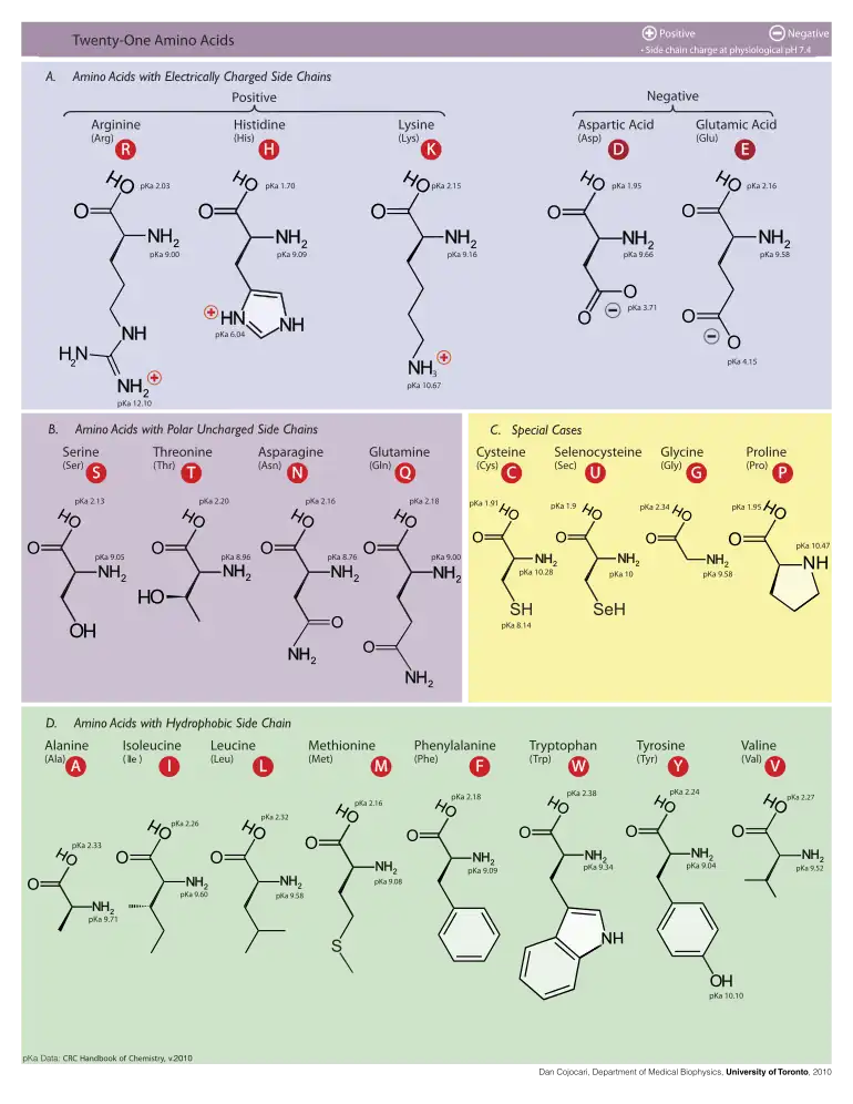 Table of amino acids