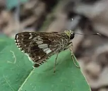 雙子酣弄蝶 H. porus