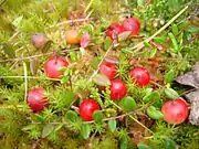 小蔓越莓Small cranberry