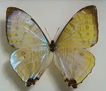 夜光閃蝶Morpho sulkowskyi