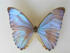 黎明閃蝶Morpho aurora