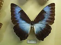 月神閃蝶Morpho cisseis