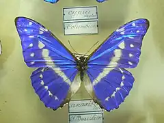 塞浦路斯閃蝶Morpho cypris