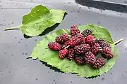 白桑White mulberry