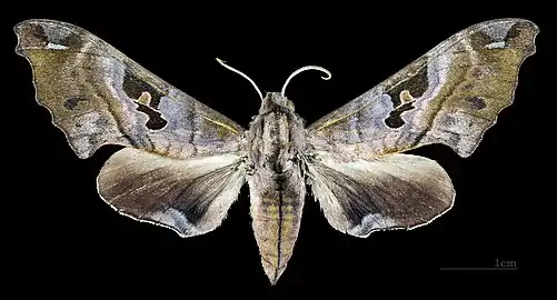 Morwennius decoratus♀