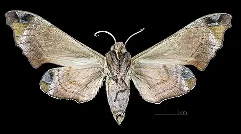 Morwennius decoratus ♀ △